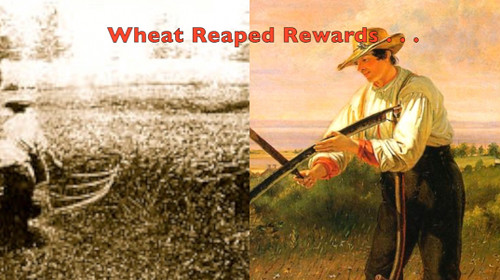 1_Wheat_Reaped_Rewards