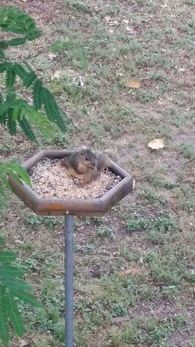 Platform bird feeder