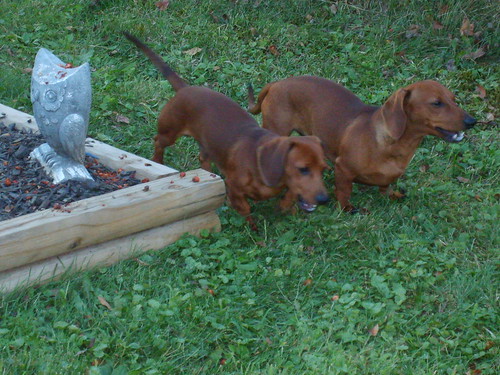 Buddies munching apples