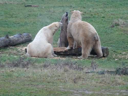 I think Nobby’s ready for a break, Pixel (Nissan)