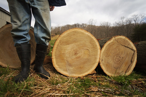 red oak log for shakes