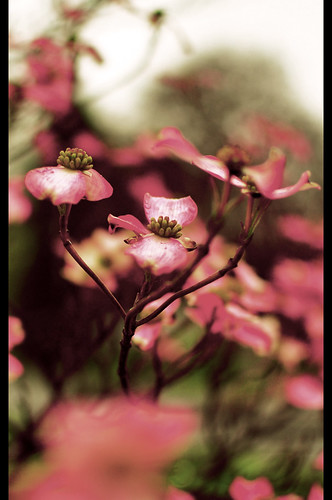 Dogwood in Spring