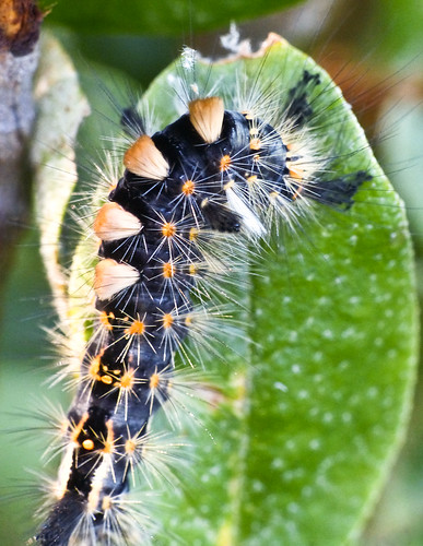 Tussock Moth caterpillar sp.